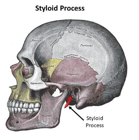 Which of the following bones possesses the styloid process? a. frontal b. occipital c. temporal ...