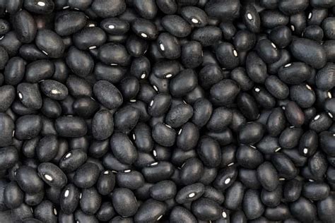 How To Grow Black Beans Indoors | The Indoor Gardens