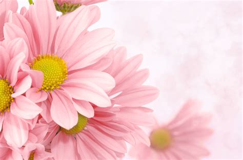 Soft Pink Floral Background | Gallery Yopriceville - High-Quality ...