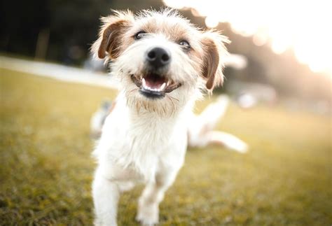 Pet-friendly Activities In Nanaimo, British Columbia