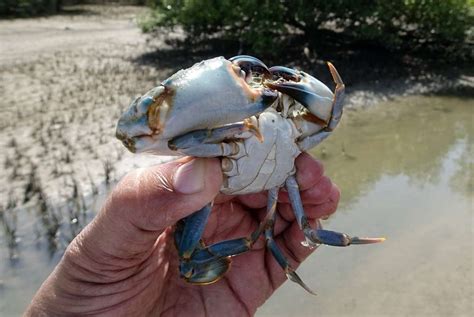 Mud Crab Project Report, Culture Profit, and Cost | Asia Farming