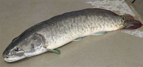 Spring is the best time to catch elusive bowfin