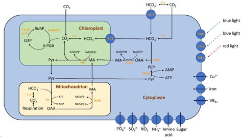 Carbohydrate metabolism, nutrient transport and photoreceptors in ...