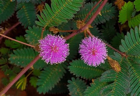 Top 5+ Mimosa Flower Benefits & Side Effects