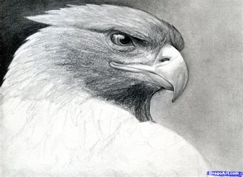 How to Draw a Realistic Eagle, Golden Eagle, Step by Step, Birds ...