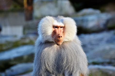 Free download | HD wallpaper: shallow focus photography of white monkey, baboon, primate ...