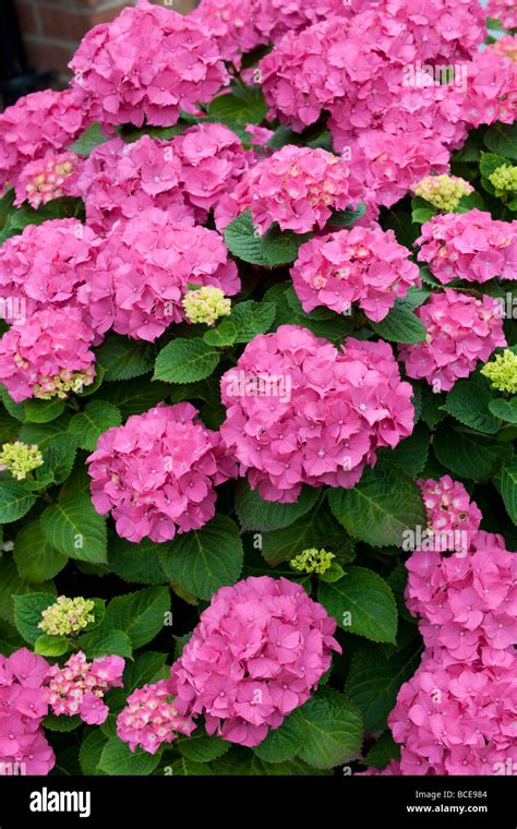 Pink Hydrangea shrub in full bloom Stock Photo - Alamy