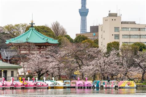 Ueno Park in Japan Tokyo Cherry Blossoms Stock Photo - Image of ...