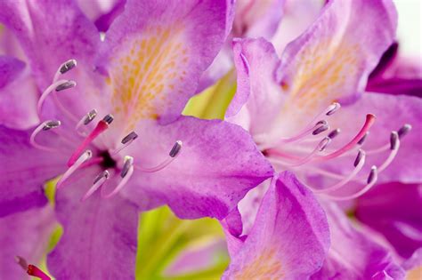 Rhododendron Free Stock Photo - Public Domain Pictures