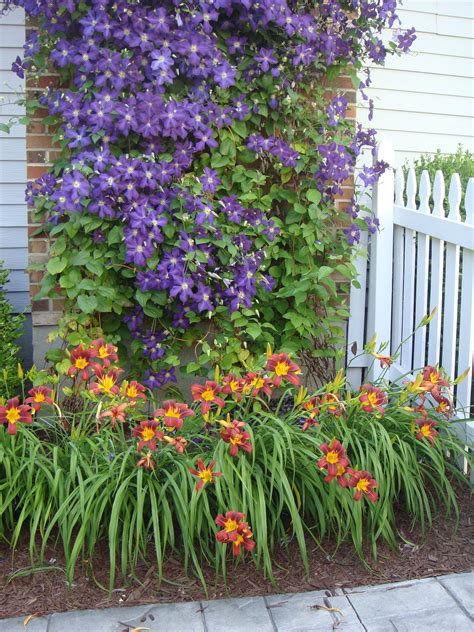 Clematis and daylilies | Daylily garden, Cottage garden design, Garden styles