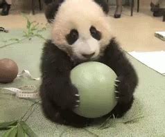 Panda Ball GIFs | Tenor