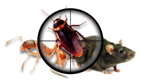 Collection of Pest Control PNG HD. | PlusPNG