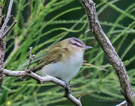 Red-eyed Vireo | BirdForum