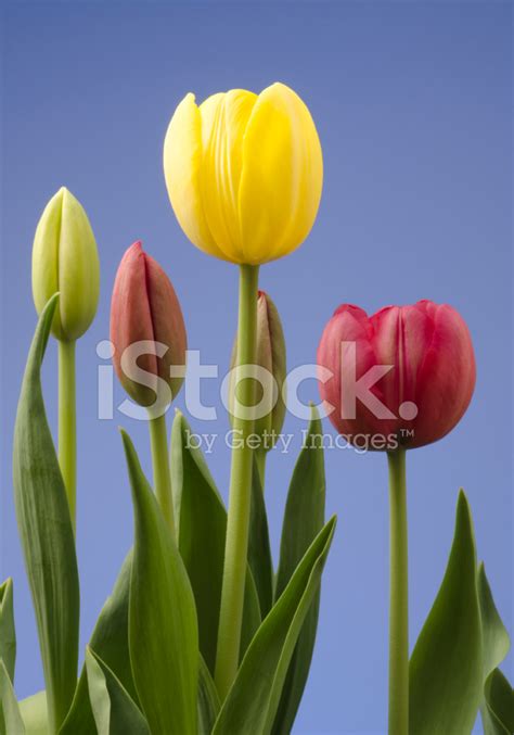 Bunch Of Tulips Stock Photo | Royalty-Free | FreeImages