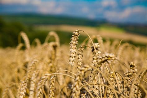 Cereal Plant Field Free Stock Photo - Public Domain Pictures