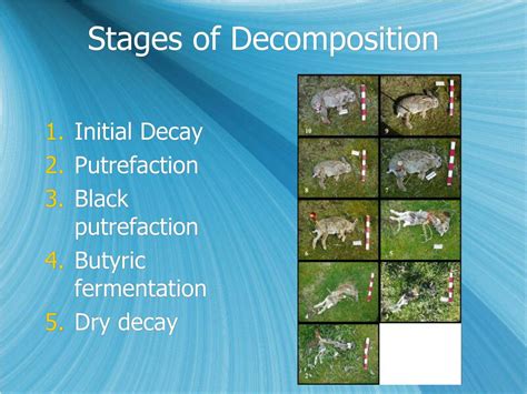 Stages Of Human Decomposition Worksheet