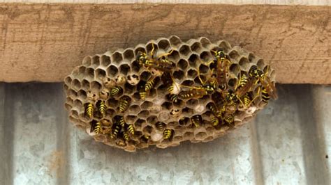 Mom Uses Simple Trick for Getting Rid of Wasp Nests - Dengarden