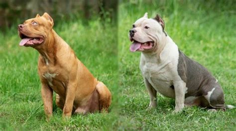 two dogs sitting in the grass with their mouths open