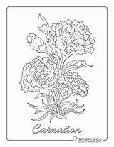 Free Flower Coloring Pages For Kids & Adults sketch template