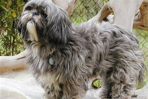 20 Lhasa Apso Colors That Are Too Cute To Handle