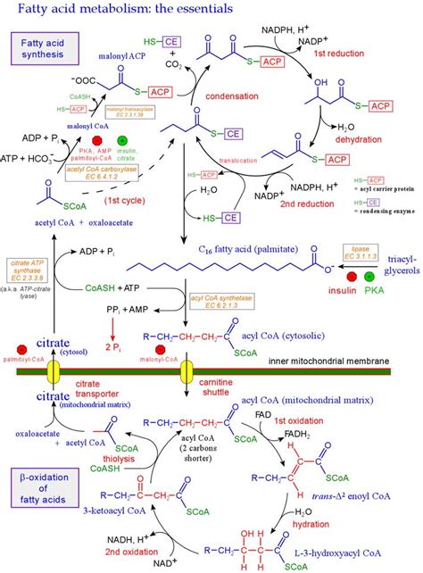 basics of metabolism | Fatty acid metabolism: the basics | Training Resources | Pinterest ...