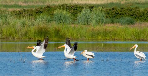 Discover The Columbia National Wildlife Refuge