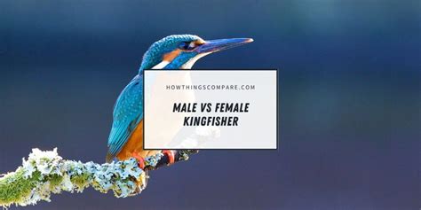 Male vs Female Kingfisher: What Are The Differences? - howthingscompare.com