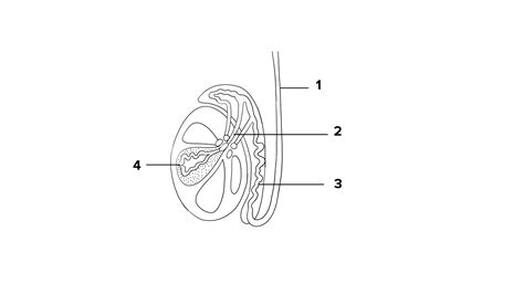 The diagram shown is the lateral section of a testis of matt. Study it ...