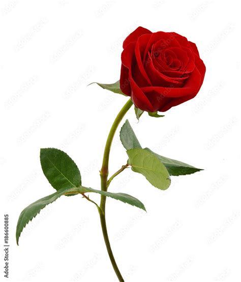 Single beautiful red rose isolated on white background Stock Photo ...