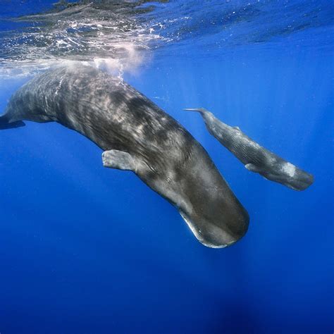 Whale language AI breakthrough