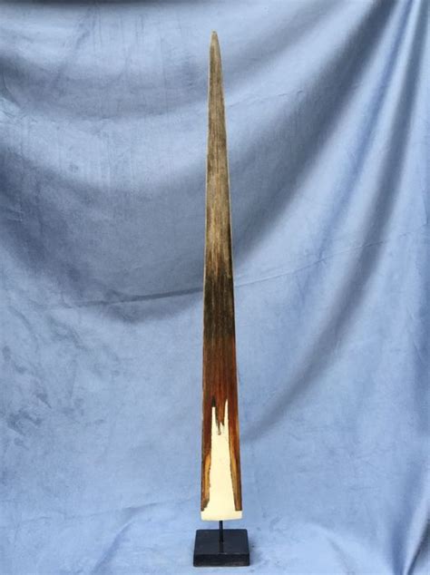 Swordfish - Xiphias gladius - 79cm - Catawiki