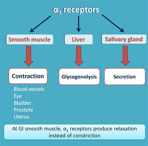 Alpha adrenergic receptors