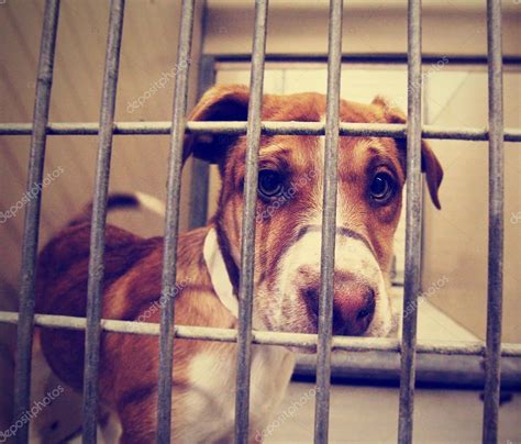 Stray dog at shelter — Stock Photo © graphicphoto #53625907