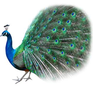 Peacock PNG, Peacock Transparent Background - FreeIconsPNG