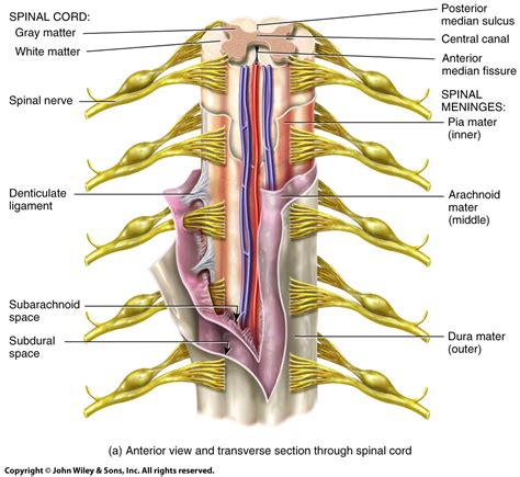 arachnoid membrane - Sök på Google