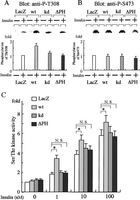 Protein kinase B (PKB) phosphorylation and activity in the absence or ...