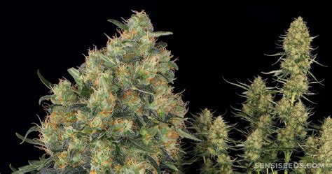 Super Skunk Grow Report & Strain Story - Sensi Seeds