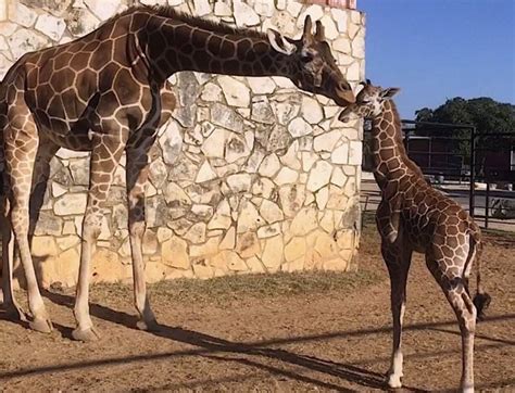 Take a Day Trip Safari Adventure to Natural Bridge Wildlife Ranch - The Austinot