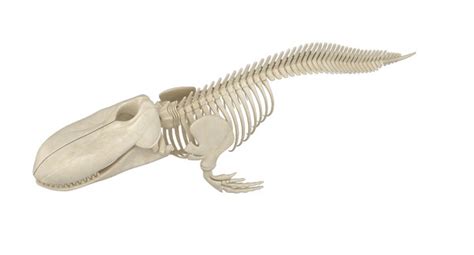 3D whale skeleton shark model - TurboSquid 1542132