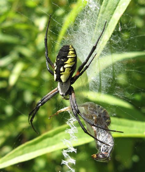 Tangled Web: Black and Yellow Argiope (Argiope aurantia)