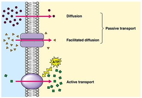 Plant Life: Active Transport