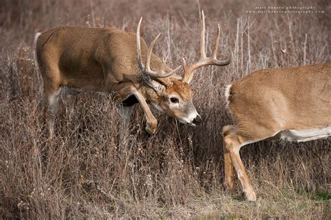 Professional Whitetail Deer Photography | Matt Hansen