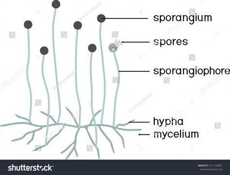 425 imágenes de Sporangiophore - Imágenes, fotos y vectores de stock ...