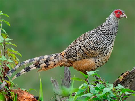 Cheer Pheasant - eBird