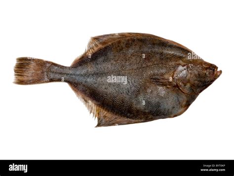 Plaice fish Stock Photo - Alamy