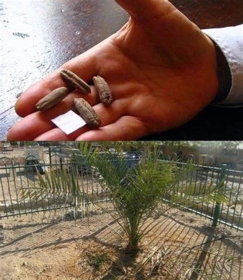 Methuselah Tree Sprouts from 2,000 Year Old Seeds. – Tree Weaver