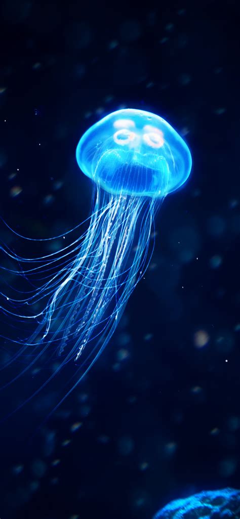 1125x2436 Resolution Jellyfish 4k Iphone XS,Iphone 10,Iphone X ...