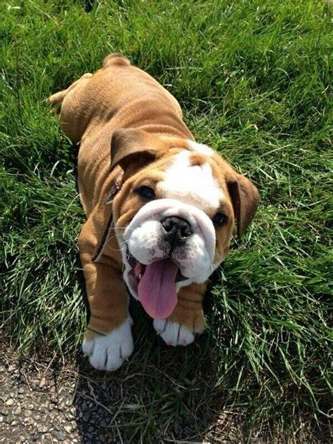 3 Beautiful Top Different Cute Dogs | Cute bulldog puppies, English bulldog puppies, Bulldog puppies