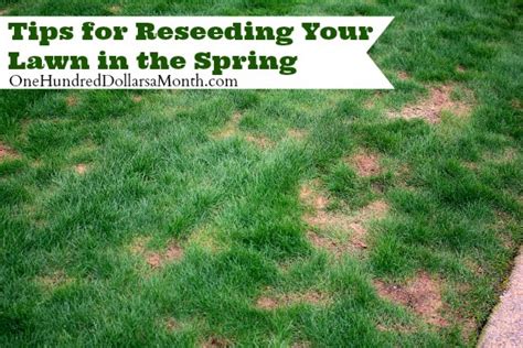 Tips for Reseeding Your Lawn in the Spring - One Hundred Dollars a Month