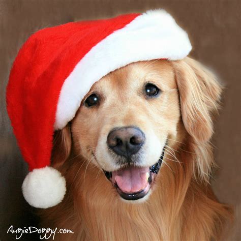 Golden Retriever Christmas Wallpaper With Dogs - Pets Lovers